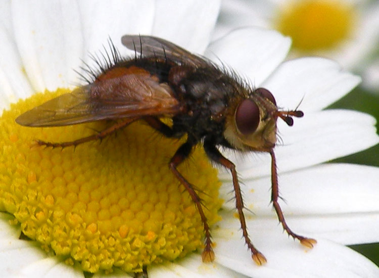 Tachina cf magnicornis ♂ e ♀ (Tachinidae)